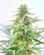 Tangerine Dream Auto by Growers Choice