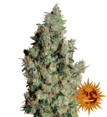 Tangerine Dream Feminized Marijuana Seeds
