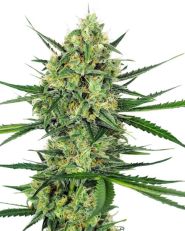 Tangerine Sugar by Sensi Seeds