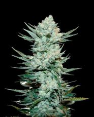 Tangie'matic by Fast Buds