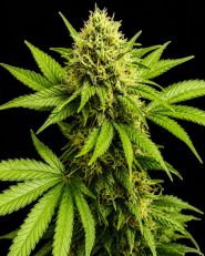 Tangie Feminized - Nirvana Seeds