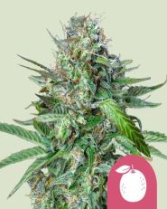 Tangie Feminized by Royal Queen Seeds