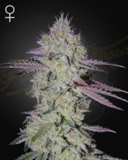 Tarte Tatin Feminized by Green House Seeds