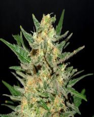 Thai Fantasy Feminized