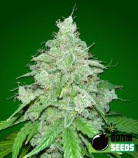 THC Fritters Autoflower - Bomb Seeds