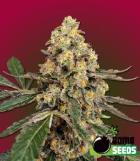 THC Fritters Feminized - Bomb Seeds