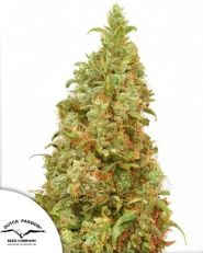 THC-Victory by Dutch Passion