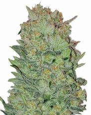 THC Bomb Autoflower by MSNL Seeds