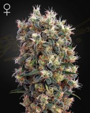 The Church Feminized by Green House Seeds Company