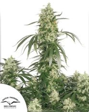 The Ultimate Feminized by Dutch Passion