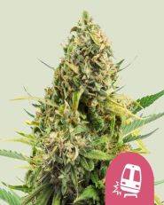 Trainwreck Feminized by Royal Queen Seeds