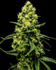 Trainwreck Feminized - Nirvana Seeds