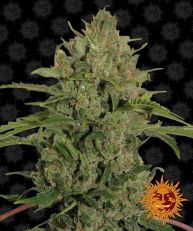 Triple Cheese Feminized Marijuana Seeds