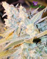 Triple Cheese Autoflower by Anesia Seeds