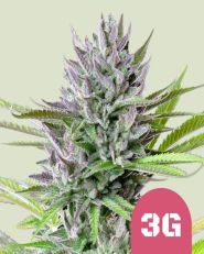 Triple G Feminized by Royal Queen Seeds