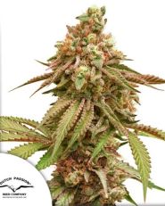 Tropical Tangie by Dutch Passion