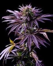 Tropicana Cookies Auto by Growers Choice