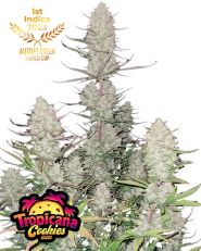 Tropicana Cookies Auto by Fast Buds