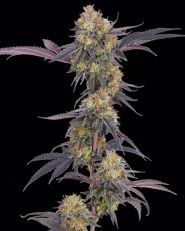 Tropicana Cherry by Barney's Farm 