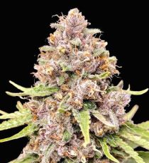 Tropicana Cookies Purple Feminized