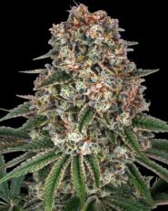 Tropicanna Banana by Barney's Farm