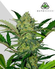Ultra Lemon Haze Autoflower