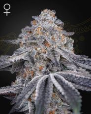 Velvet Moon Feminized by Green House Seeds