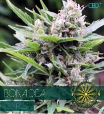 Bona Dea CBD+ by Vision Seeds