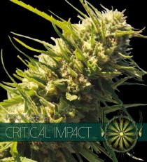 Critical Impact by Vision Seeds