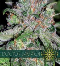 Doctor Jamaica by Vision Seeds