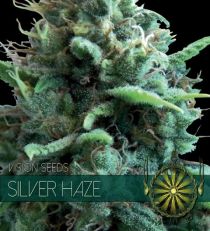 Silver Haze by Vision Seeds