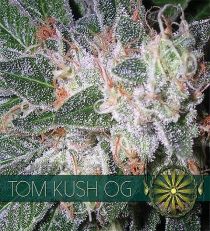 Tom Kush OG by Vision Seeds 