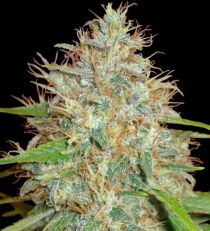 Afghan Kush x Skunk by W.O.S. Seeds