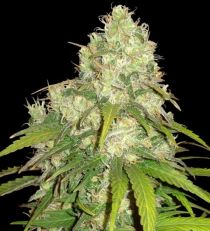 Afgan Kush x Yumbolt by W.O.S. Seeds