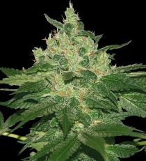 Afghan Kush by W.O.S. Seeds