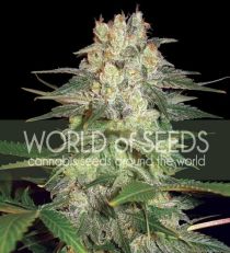 Afgan Kush Ryder by W.O.S. Seeds 