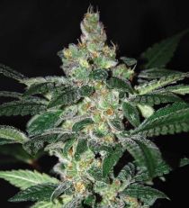 Amnesia Feminized by W.O.S. Seeds
