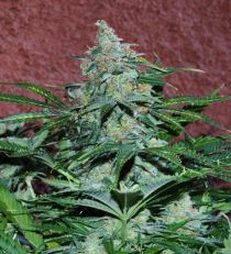 Amnesia Auto by W.O.S. Seeds 