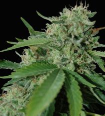 Brazil Amazonia by W.O.S. Seeds