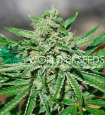 CBD Tonic by W.O.S. Seeds 