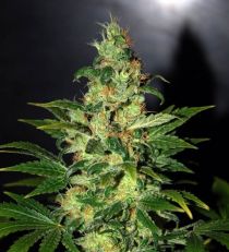 Chronic Haze by W.O.S. Seeds