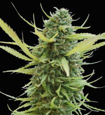 Colombian Gold by W.O.S. Seeds