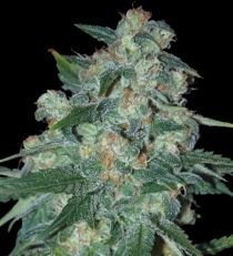 Ketama by W.O.S. Seeds