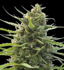 Kilimanjaro by W.O.S. Seeds 