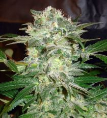 Mazar Kush by W.O.S. Seeds