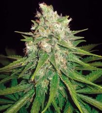 Mazar x Great White Shark by W.O.S. Seeds