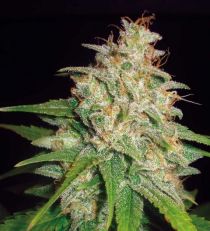 Mazar x White Rhino by W.O.S. Seeds