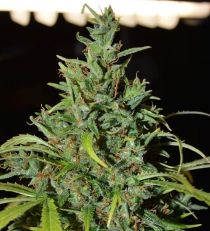 Neville Haze Auto by W.O.S. Seeds