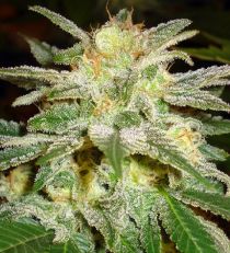 New York 47 by W.O.S. Seeds