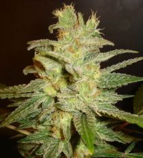 Northern Light x Big Bud by W.O.S. Seeds